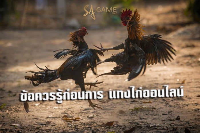 แทงไก่ออนไลน์