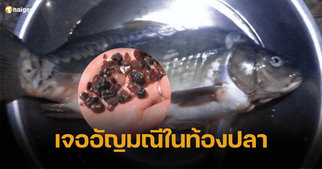 ผ่าท้องปลาแต่เจอหิน