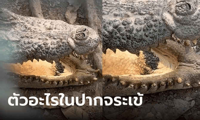 จระเข้จะมีปลิงขนาดเล็ก