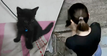 เพื่อนบ้านโหด จับลูกแมวบีบคอ