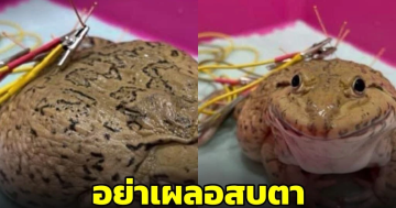 ซื้อกบไปปล่อย แต่เห็นกระโดดไม่ได้สุดท้ายจับมาเลี้ยง