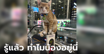 แมวส้มสุวรรณภูมิ