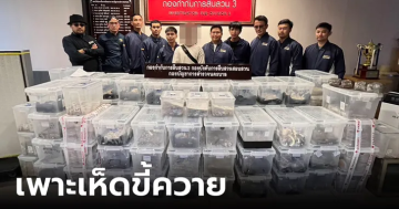 แอบเพาะเห็ดขี้ควาย