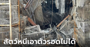 เปิดสภาพโซนสัตว์เลี้ยง ที่ตลาดนัดจตุจักร