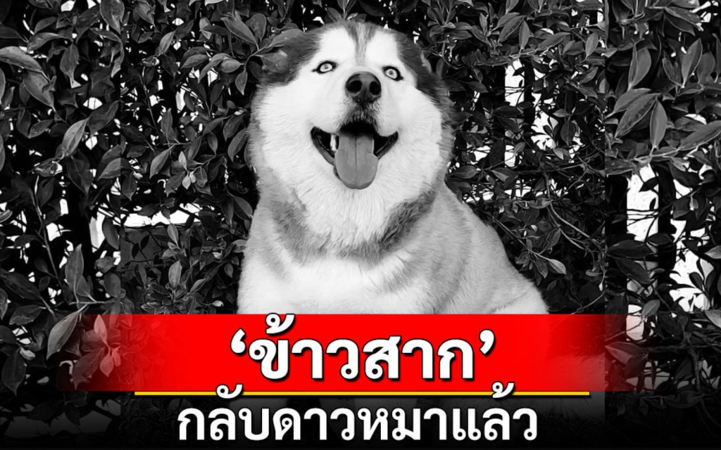 ข้าวสากกลับดาวหมาแล้ว
