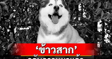 ข้าวสากกลับดาวหมาแล้ว