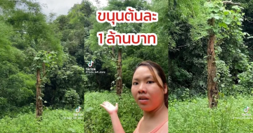 ขนุนตาพราย ขายต้นระดับล้าน