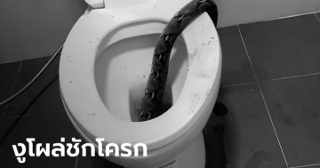 งูกัดอัณฑะจากคอห่าน