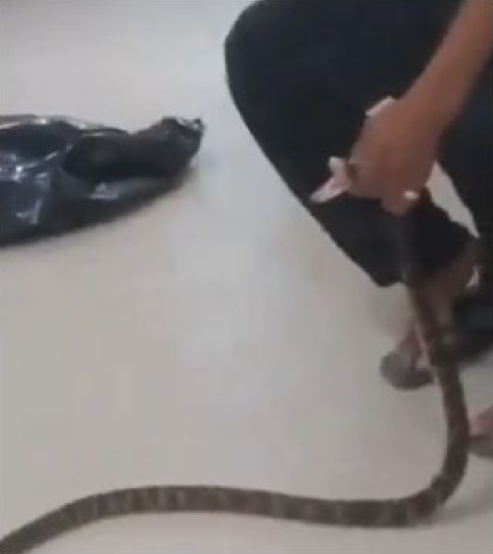 หนุ่มโดนงูกัด